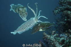 3's A Crowd
Cuttlefish Mating Ritual Feb'12
Nikon D70s ... by John Dillon 